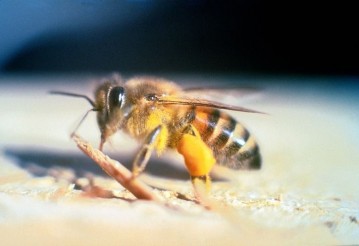 Взрослая африканизированная пчела (Apis mellifera scutellata). Изображение: Jeffrey W. Lotz, Florida Department of Agriculture and Consumer Services