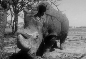 Фото: @OlPejeta