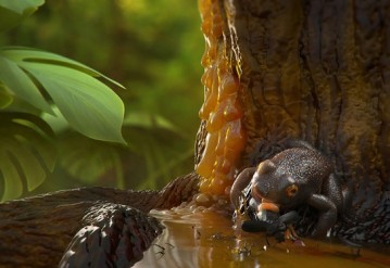 Лягушка Electrorana limoae в представлении художника. Изображение: Damir Martin / floridamuseum.ufl.edu