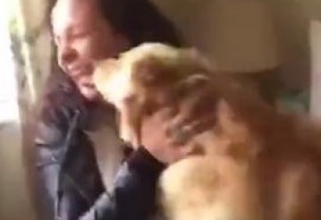 Видео с воссоединившейся с хозяйкой собакой посмотрели 14 миллионов человек